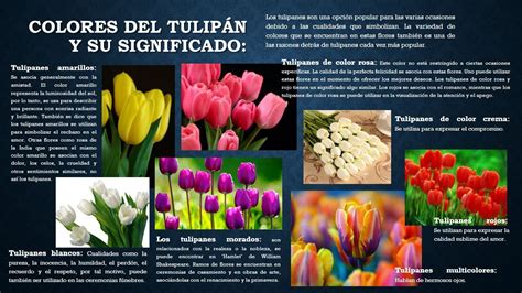 que significan los tulipanes